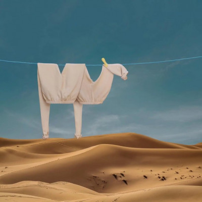 camellos en el desierto.jpg