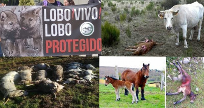 animalistas lobo ovejas potrillo terneros.jpg