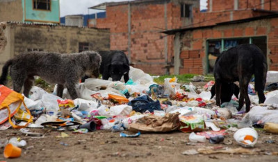 Peros ferales mascotas abandonadas.jpg